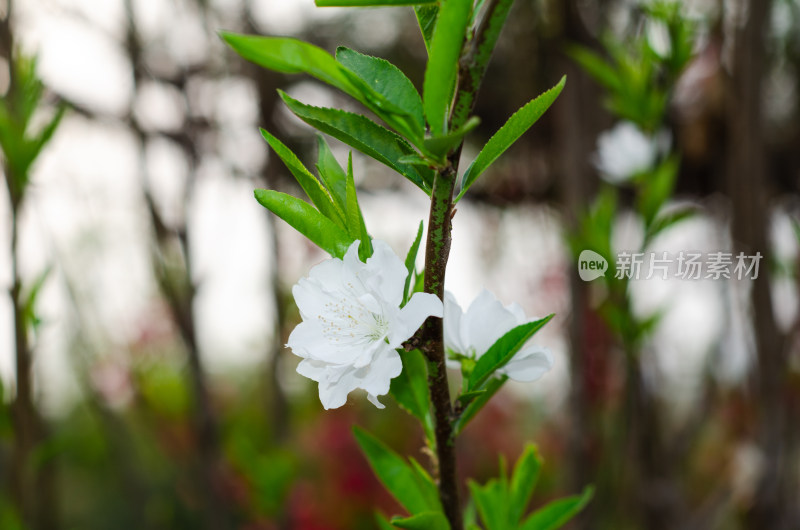 一朵白色重瓣海棠花特写