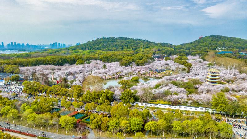湖北武汉东湖樱花园里的五重塔远景航拍