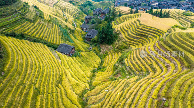 广西桂林龙脊梯田秋收稻田航拍风景