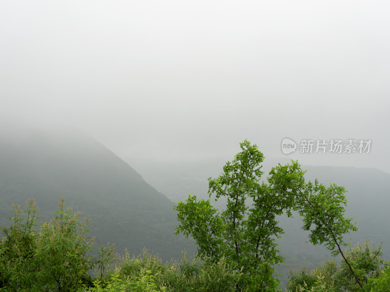 大山雨雾中的绿色灌木