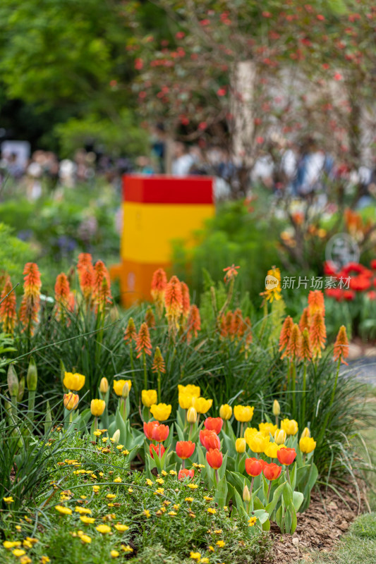 郁金香花