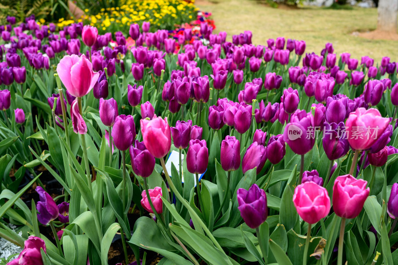 郁金香花卉景观