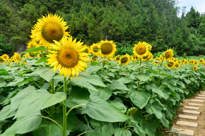 美丽田野田园太阳花葵花花朵向日葵