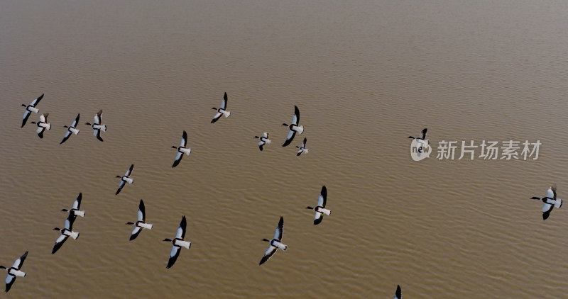 钱塘江滩涂一群翘鼻麻鸭野鸭飞翔