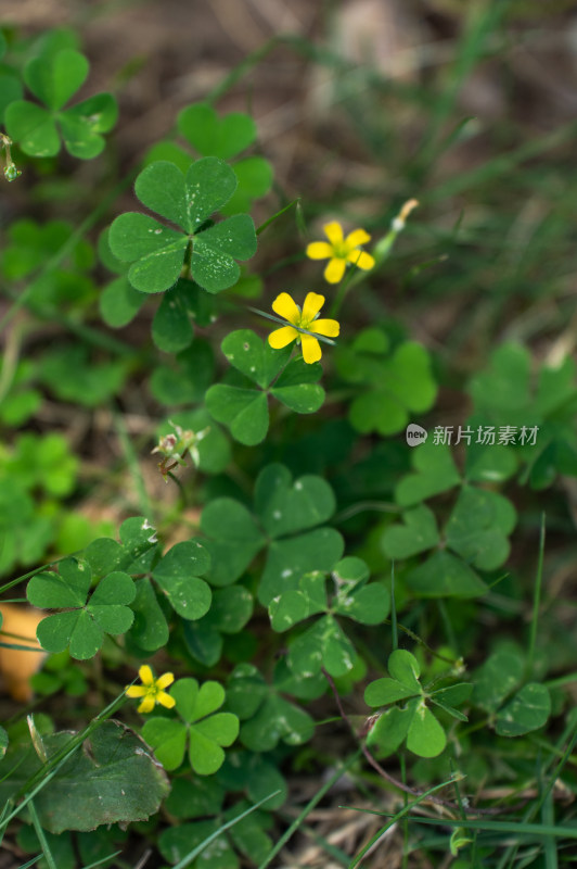 夏日小清新壁纸——酢浆草