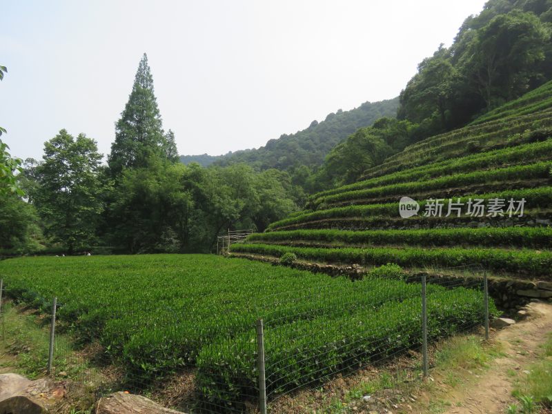 杭州九溪烟树景区