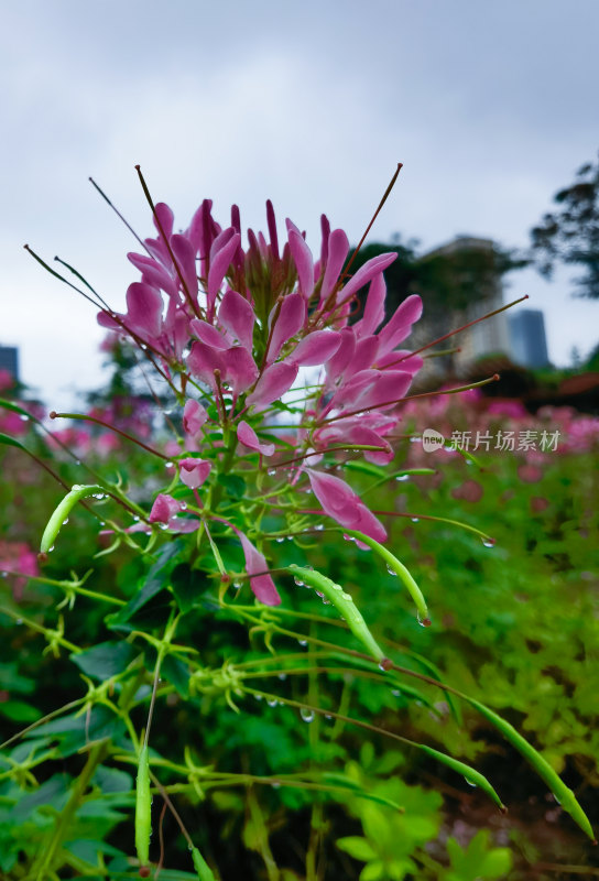 佛山市千灯湖公园醉蝶花花海