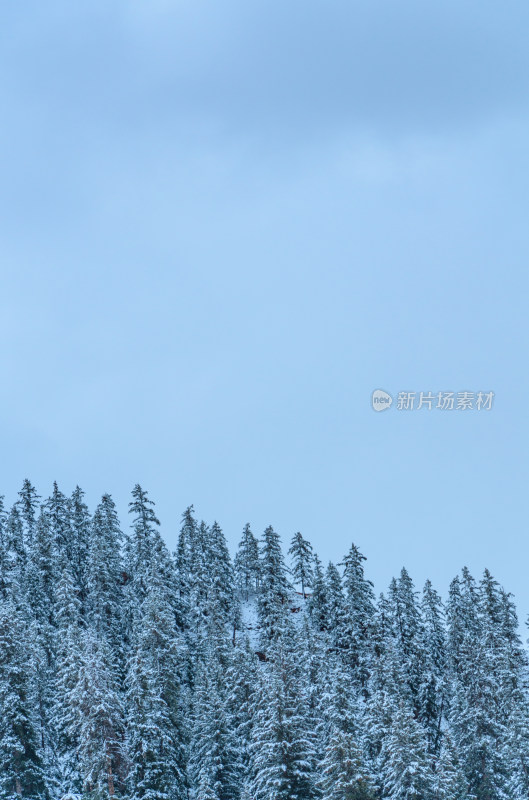 青海祁连卓尔山树林自然唯美雪景风光