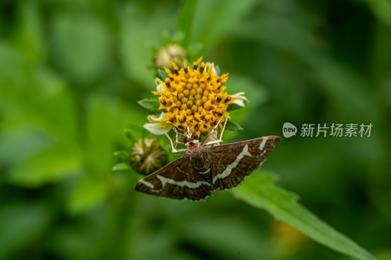 草丛中以花蜜为食的昆虫