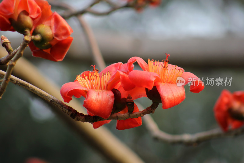 火红的木棉花特写