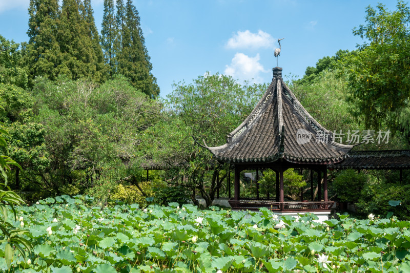 上海松江醉白池公园风景