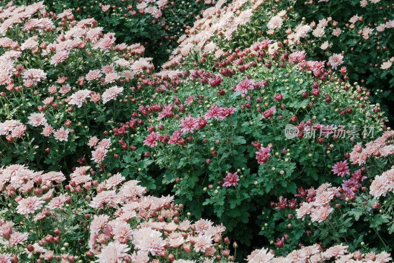 北京国家植物园菊花展