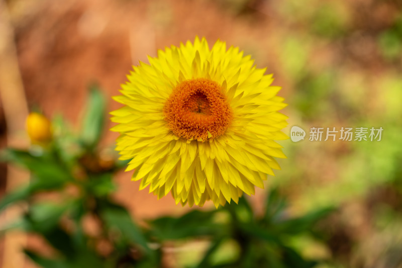 盛放的黄花蜡菊