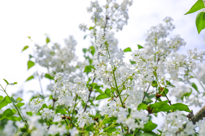 白色丁香花