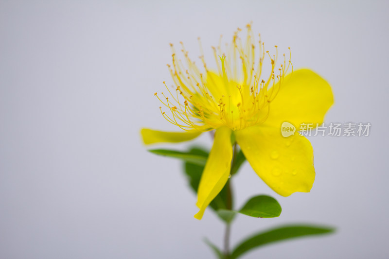 一朵黄花的特写镜头