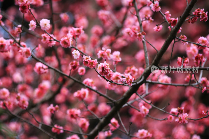 梅花 春天 粉红