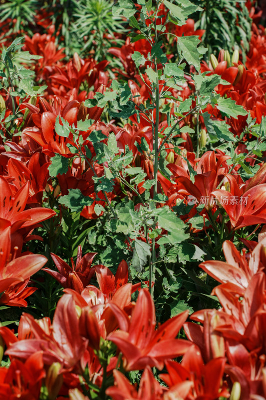 北京花乡公园百合花