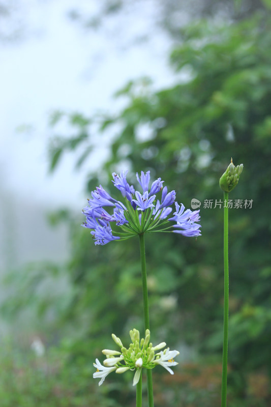 雨后欧石竹花