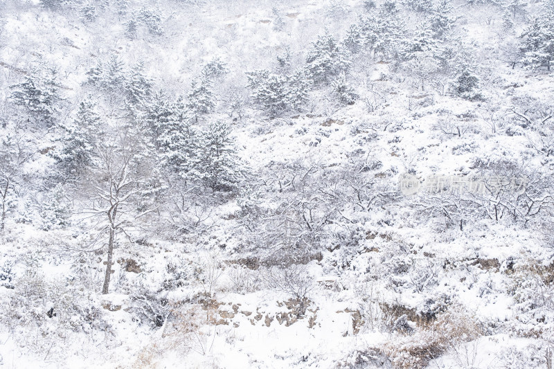 冬天大雪覆盖的山林