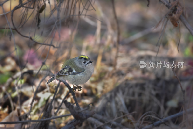 野生鸟类