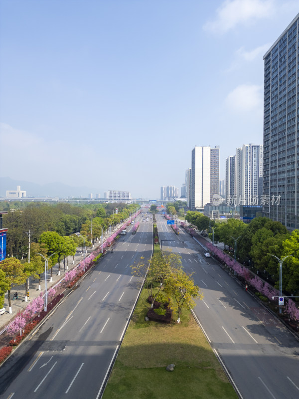 重庆大学城的道路两侧的桃花在春季绽放