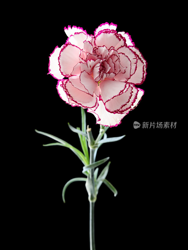 黑色背景上的一朵粉色鲜花康乃馨