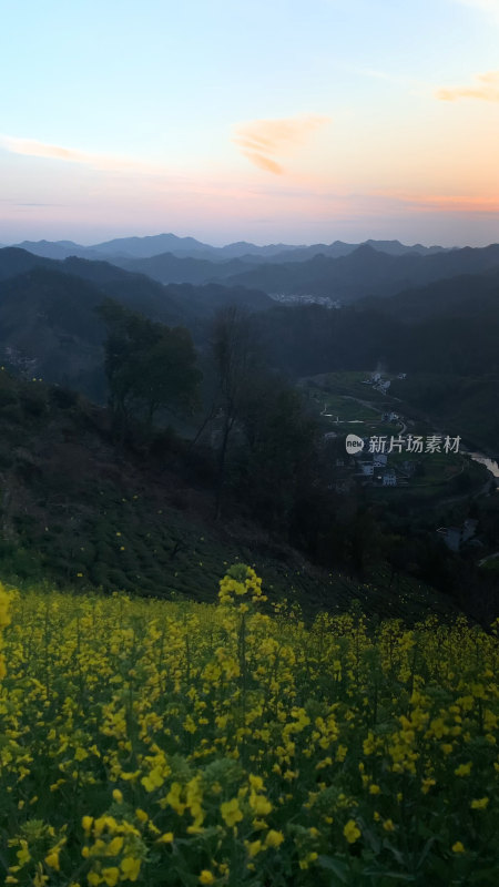 春天里的油菜花田