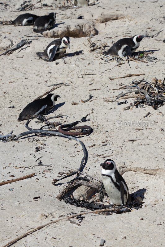 南非博尔德斯海滩Boulders Beach，非洲企鹅