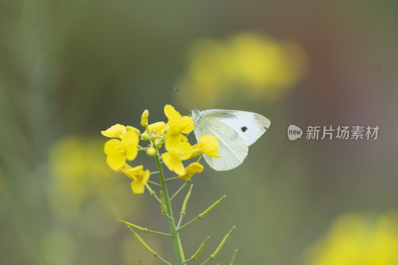 春天惊蛰昆虫油菜花