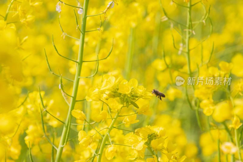 油菜花上采蜜蜜蜂特写镜头