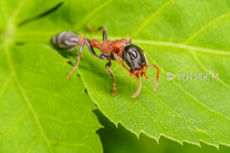 红黑细长蚁高清特写镜头