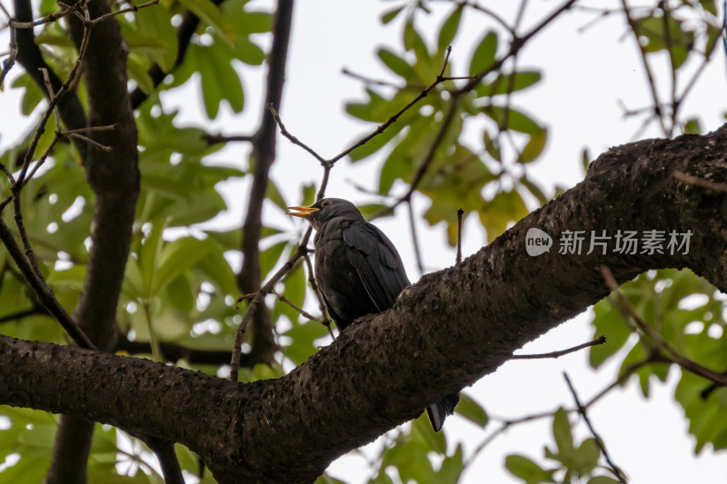 树干上的乌鸫