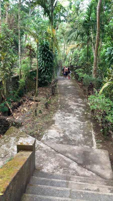 印尼热带雨林步道