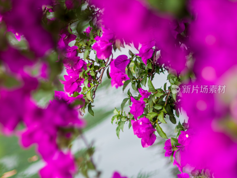户外盛开粉红色花朵的特写镜头