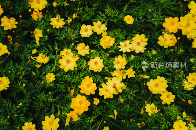 广州海珠国家湿地公园小黄菊黄秋英花海
