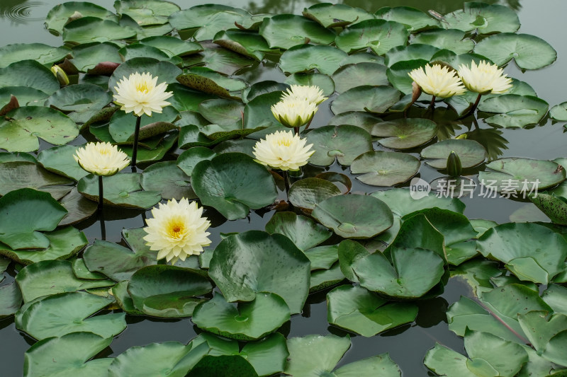 北京国家植物园睡莲