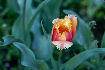 杭州太子湾多彩郁金香花海景观