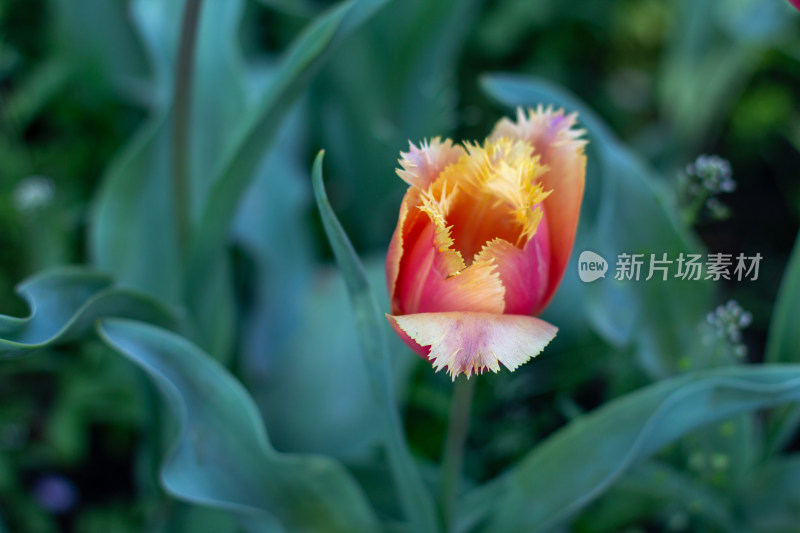 杭州太子湾多彩郁金香花海景观