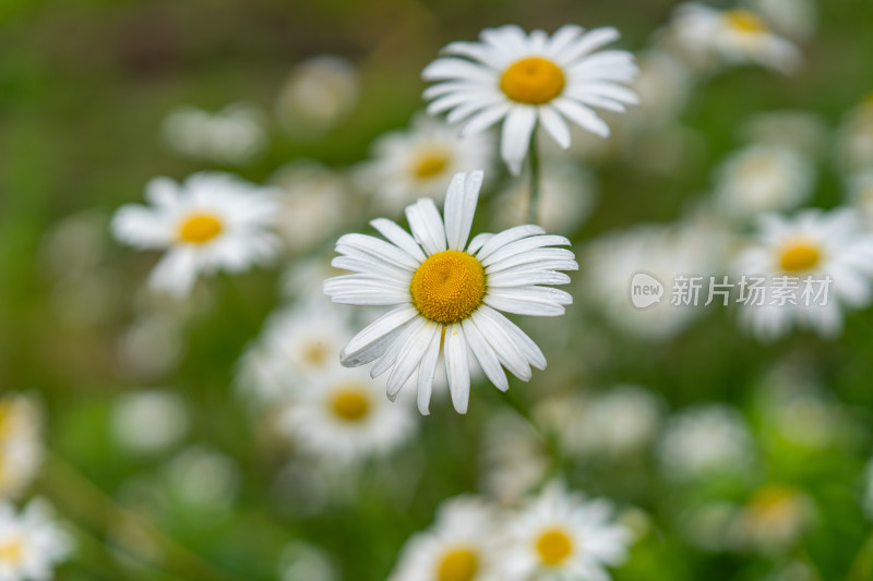 雨中小雏菊特写