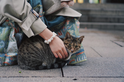 苏州西园寺的猫