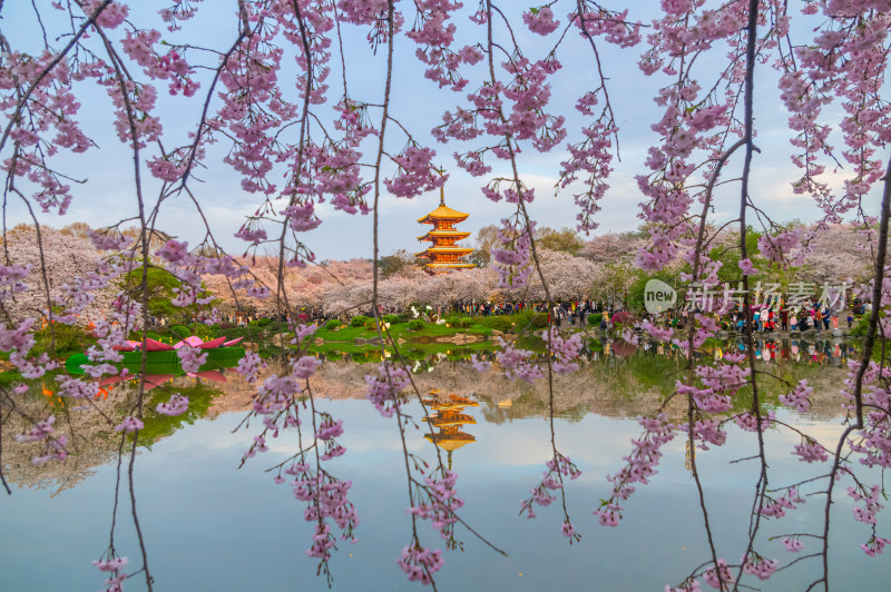 武汉东湖磨山樱花园樱花盛开