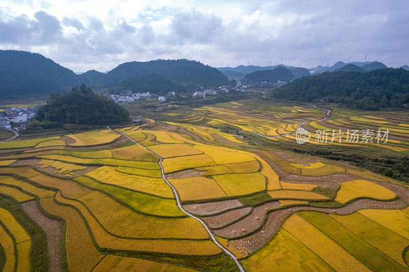 秋天贵阳高坡石门水稻梯田