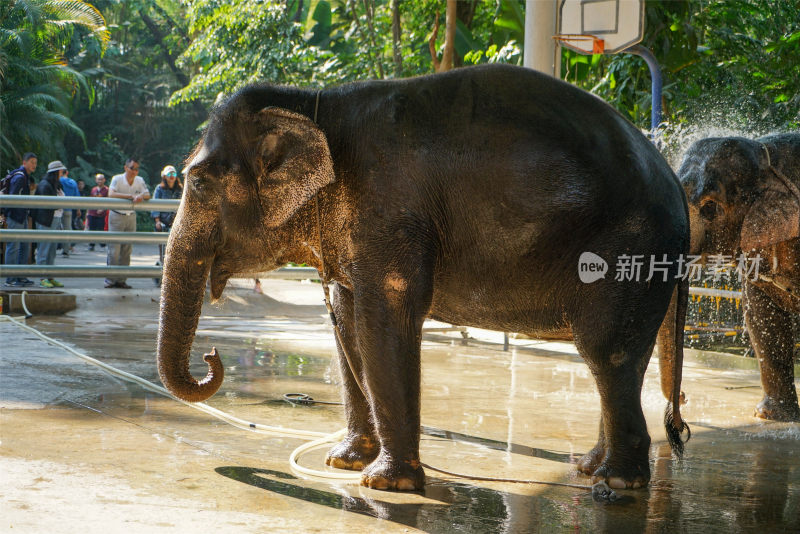 西双版纳曼听公园快乐的大象