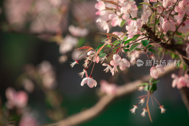 春天的花朵