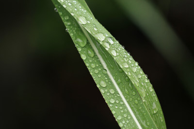 绿色叶片上的水珠水滴素材背景