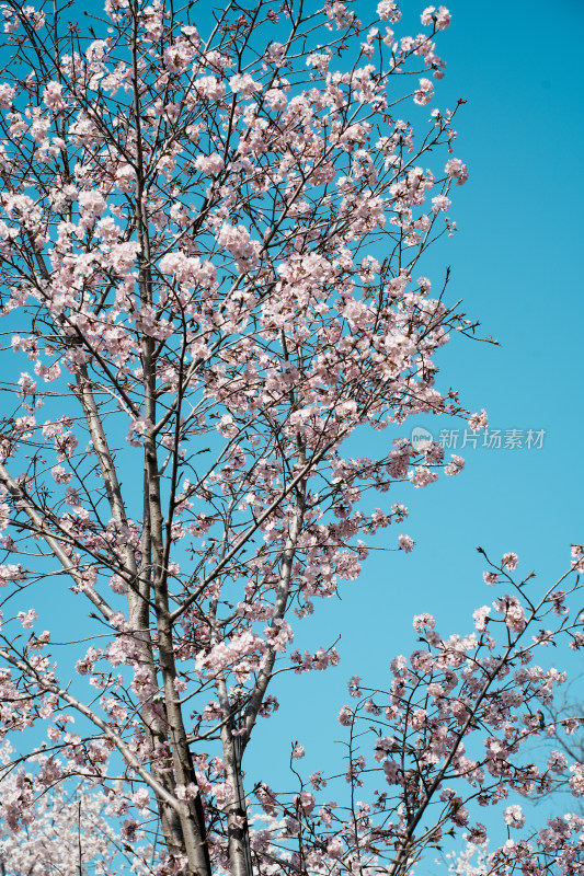 北京玉渊潭公园樱花节樱花树樱花