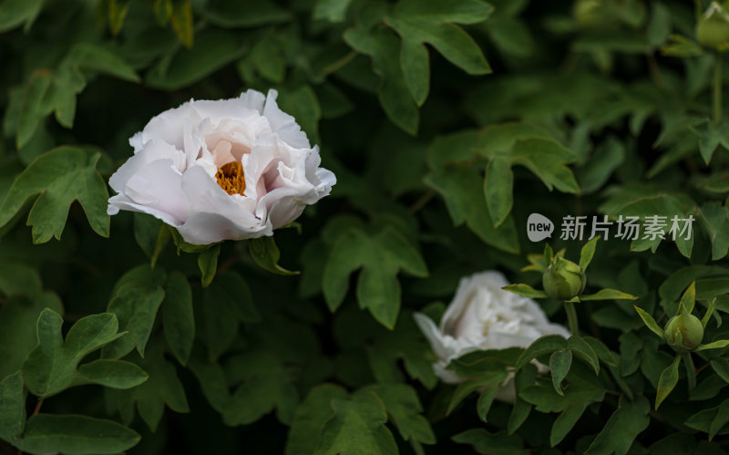 公园牡丹花开特写