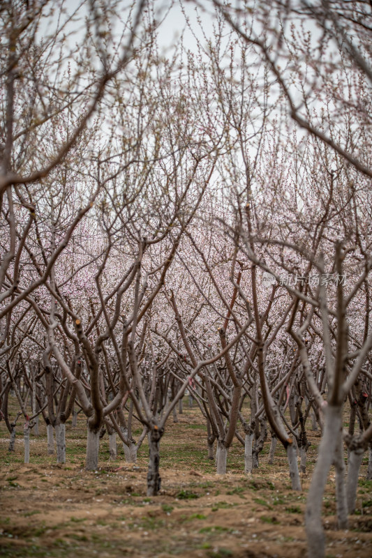 桃树桃花桃树林