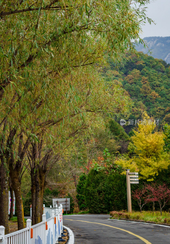 河南洛阳嵩县的白云山风景区秋天的道路