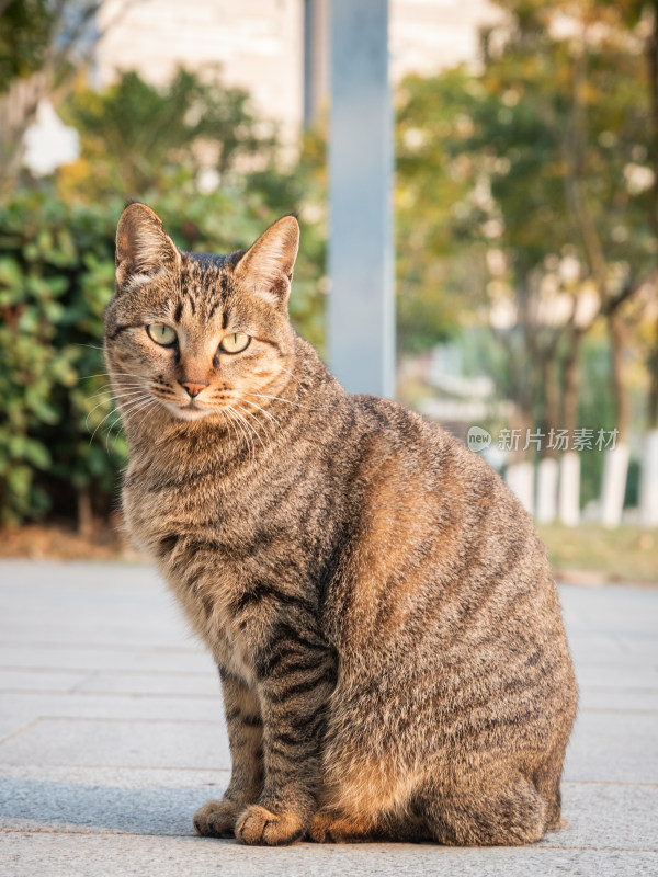 校园内端坐着望向远方的流浪猫